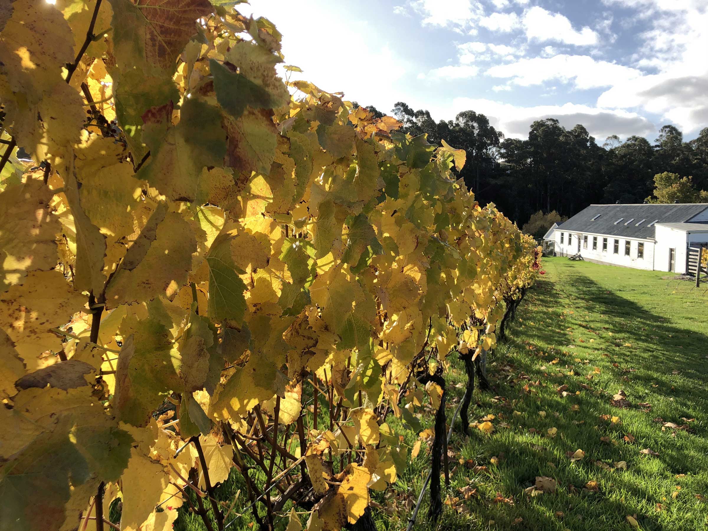 Trial Bay Estate Pinot Noir