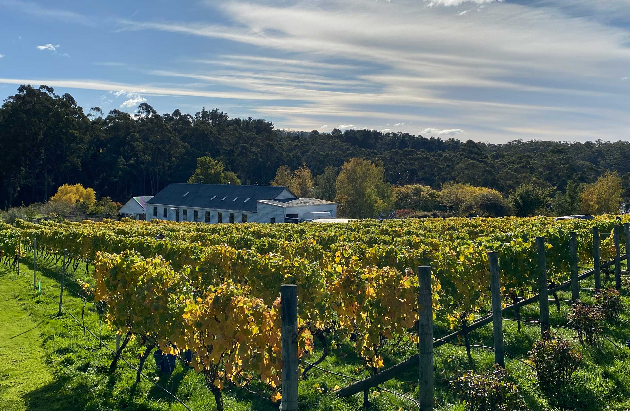 Trial Bay Estate Pinot Noir